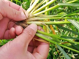 小麦纹枯病还不注意？看看这个！