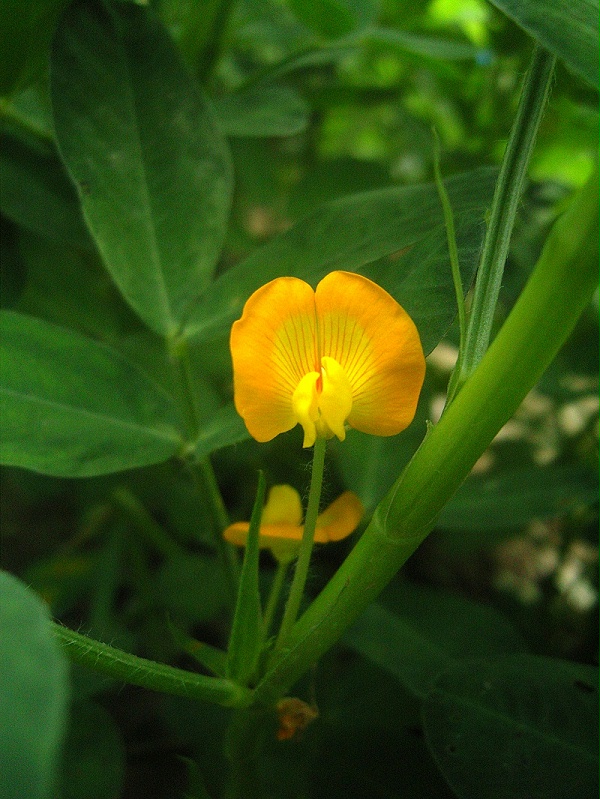 花生苗期管理