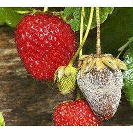 草莓灰霉病是草莓种植过程中普遍发生的重要病害，应当如何防治