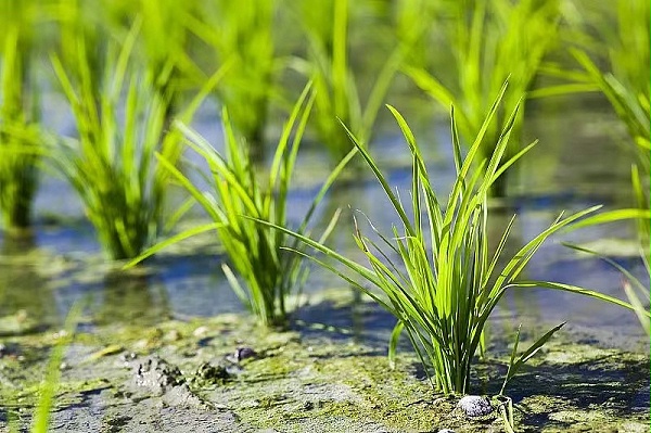 水稻种植