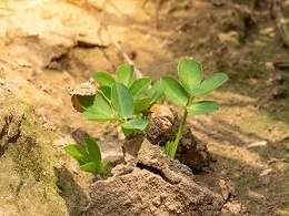 让春花生轻松亩过千斤的3个种植技巧，你知道吗？