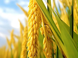 水稻无人机追肥技术指导意见