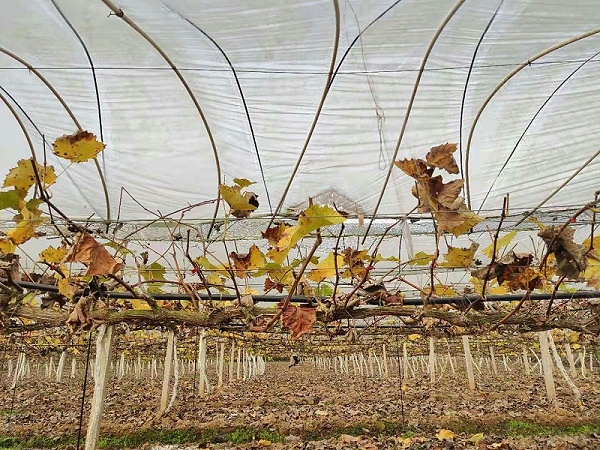 葡萄种植入冬前要怎么做？
