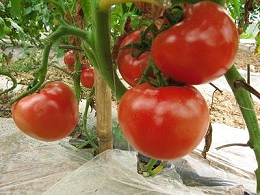 你知道这些番茄常见病虫害防治技巧吗？