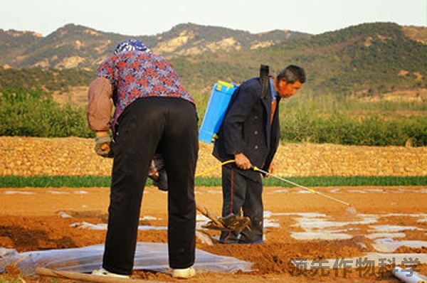 叶面肥氨基酸有机肥-郑州领先化工有机肥厂家