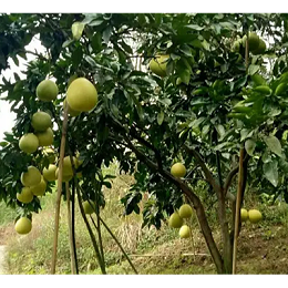 如何提高蜜柚结果率