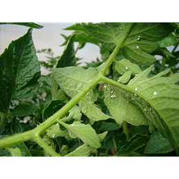 大棚种植西红柿 发生白粉虱怎么办