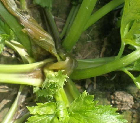 芹菜烂根死苗