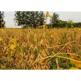 大豆中后期的田间管理