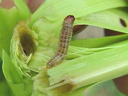 玉米钻心虫发生时间及防治方法