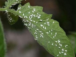 防治白粉虱，用什么药比较好