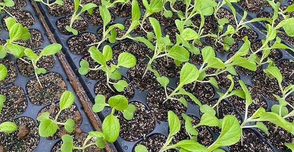 白菜种植