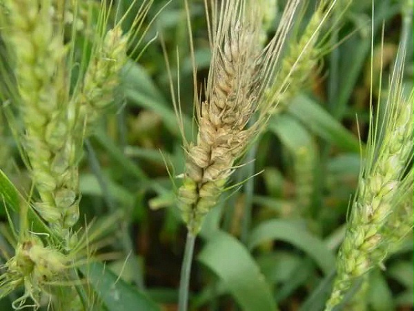 小麦赤霉病