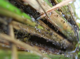 水稻稻飞虱