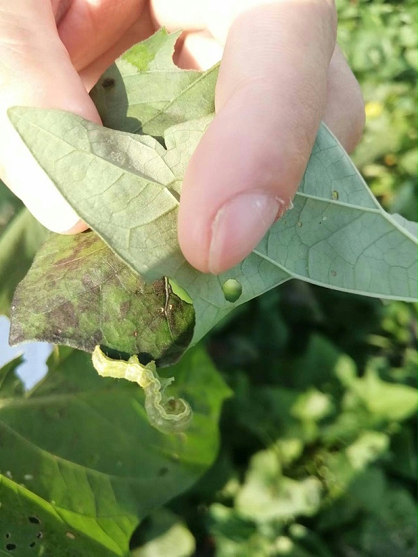 红薯虫害