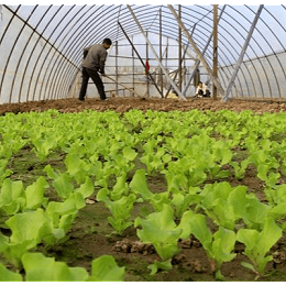 生菜冬季定植管理这些你都清楚吗