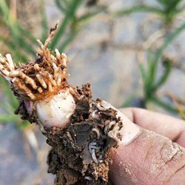 大蒜种植常见虫害 你知道多少