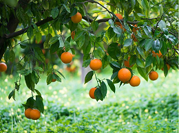 种植优良柑橘，看看4-5月的柑橘病虫害防治