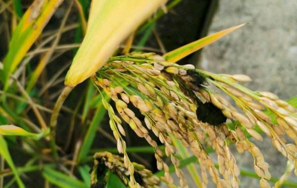 水稻增产方案