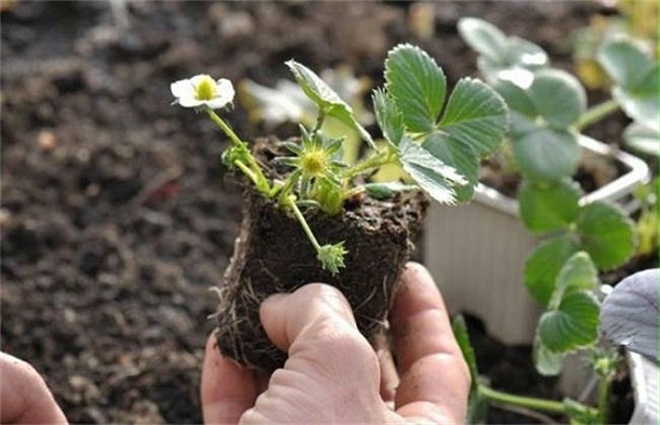 草莓定植移栽