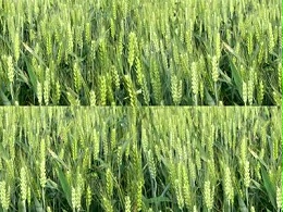 小麦产量提高20%，怎么做到的？
