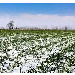 2022会不会有倒春寒？冬小麦如何预防倒春寒？