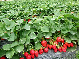 草莓灰霉病：草莓种植的隐形杀手