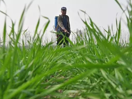 小麦除草