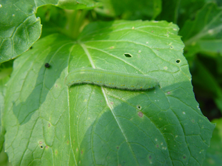 菜青虫