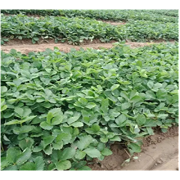 8月份草莓育苗管理