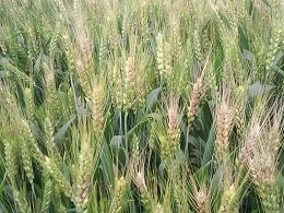 小麦病虫害种类及防治技术