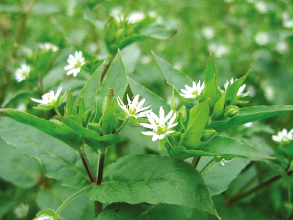 水稻除草