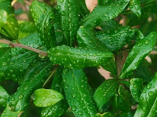 打完药害怕下雨？有了增效助剂我们不怕不怕了