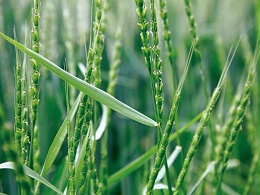 防治麦田节节麦，用什么药剂效果好